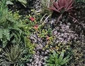 JARDIN VERTICAL 1x1 SILVER GARDEN (USO INTERNO / EXTERNO) L093