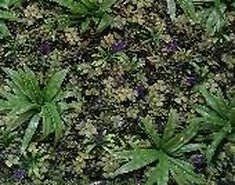 JARDIN VERTICAL 1x1 LOTO PURPLE (USO INTERNO / EXTERNO) L056