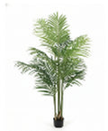 ROYAL PALM
