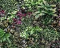 JARDIN VERTICAL 1x1 BOSQUE MIX (USO INTERNO / EXTERNO) L083