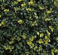 JARDIN VERTICAL 0,5 x 0,5 SUNLIGHT MIX A019