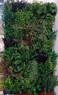 JARDIN VERTICAL DEEP FOREST (USO INTERNO / EXTERNO) HH029-B 1x0,5