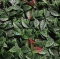 JARDIN VERTICAL 0,5 x 0,5 NATURA RED SOFT A002