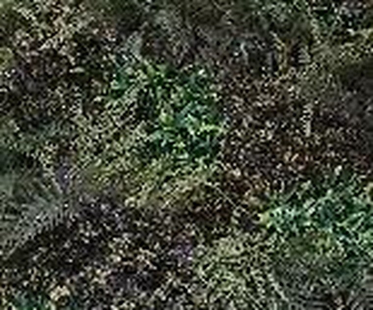 JARDIN VERTICAL 1x1 SELVA MIX (USO INTERNO / EXTERNO) L098